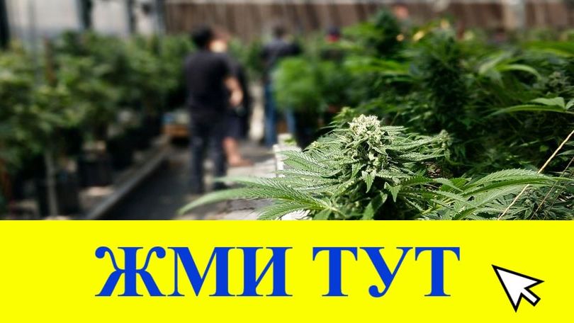 Купить наркотики в Завитинске